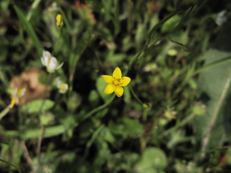 Cicendia filiformis